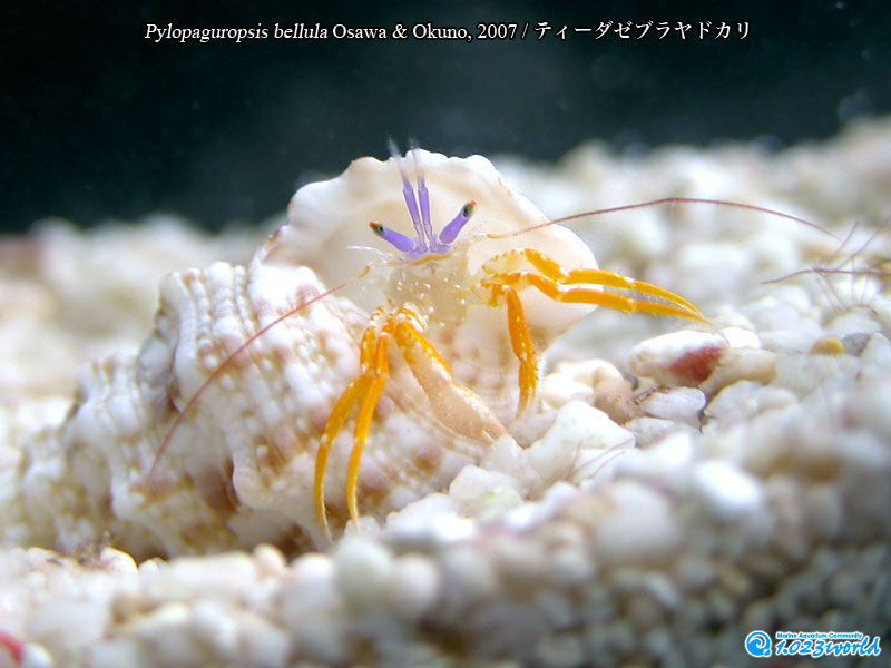 ティーダゼブラヤドカリ/Pylopaguropsis bellula Osawa & Okuno, 2007 [1]