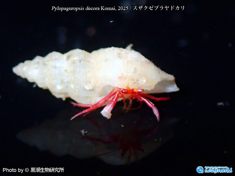 スザクゼブラヤドカリ/Pylopaguropsis decora Komai, 2025 [2]