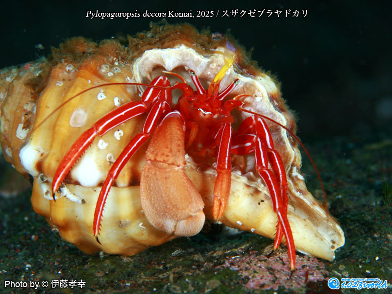 スザクゼブラヤドカリ/Pylopaguropsis decora Komai, 2025 [1]