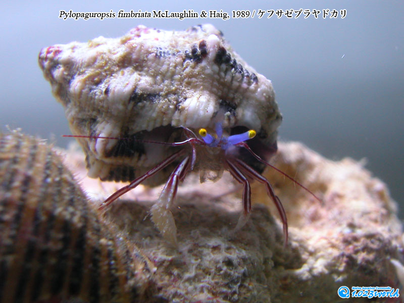 ケフサゼブラヤドカリ/Pylopaguropsis fimbriata McLaughlin & Haig, 1989 [2]