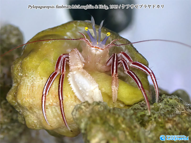 ケフサゼブラヤドカリ/Pylopaguropsis fimbriata McLaughlin & Haig, 1989 [4]