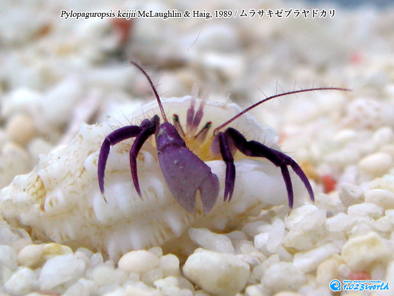 ムラサキゼブラヤドカリ/Pylopaguropsis keijii McLaughlin & Haig, 1989 [2]
