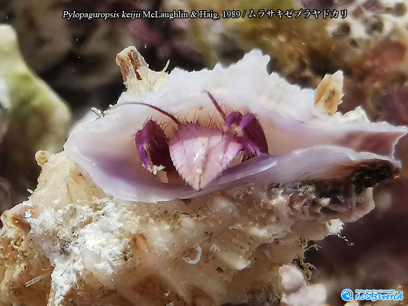 ムラサキゼブラヤドカリ/Pylopaguropsis keijii McLaughlin & Haig, 1989 [5]