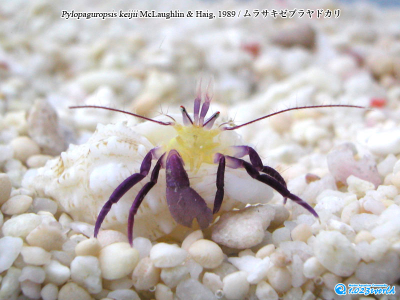 ムラサキゼブラヤドカリ/Pylopaguropsis keijii