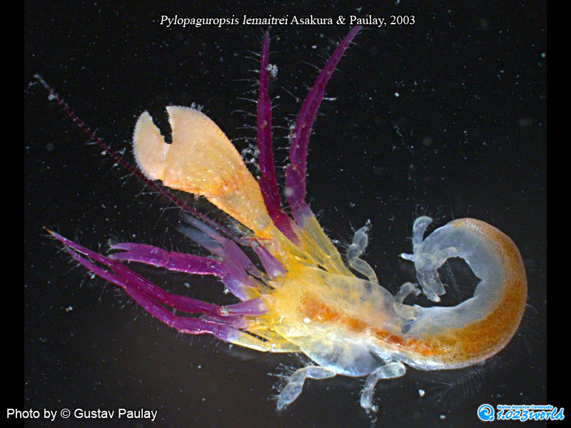 和名未定/Pylopaguropsis lemaitrei Asakura & Paulay, 2003 [2]