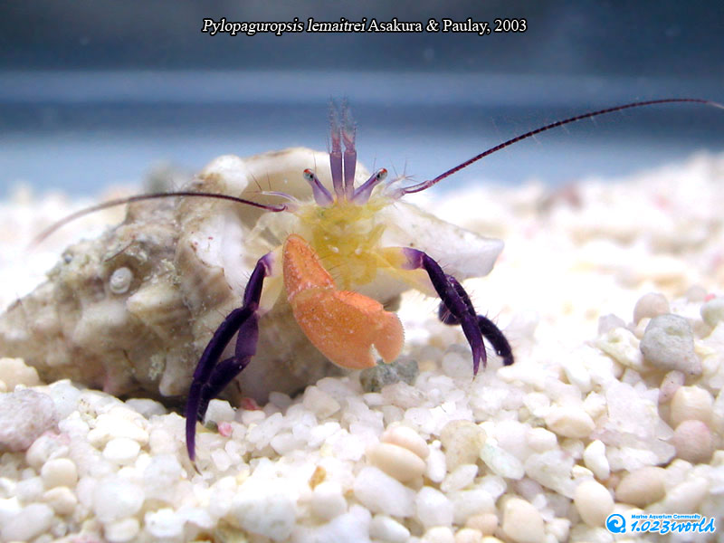 和名未定/Pylopaguropsis lemaitrei Asakura & Paulay, 2003 [3]