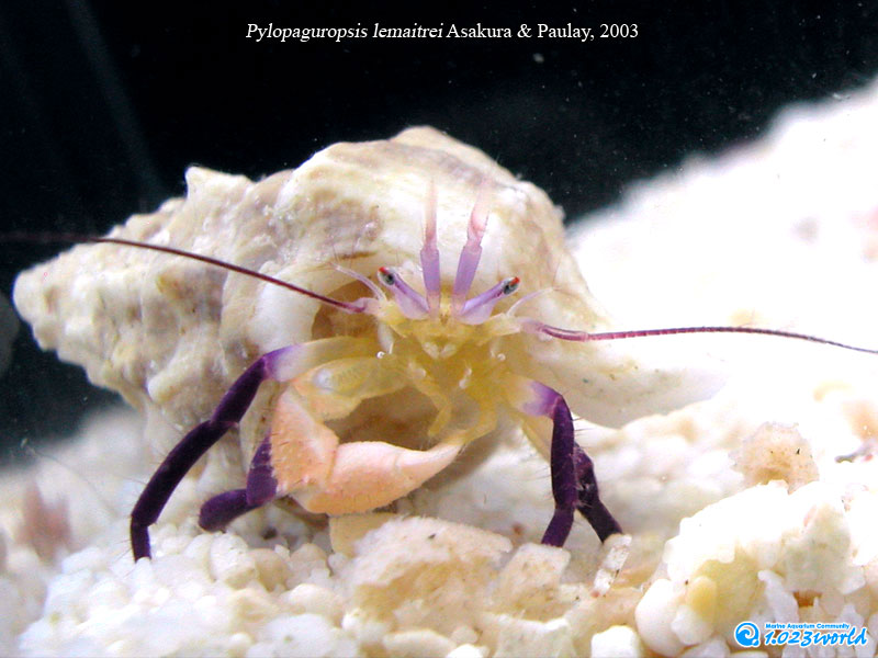 和名未定/Pylopaguropsis lemaitrei Asakura & Paulay, 2003 [4]
