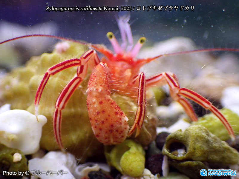 コトブキゼブラヤドカリ/Pylopaguropsis rufilineata Komai, 2025 [2]