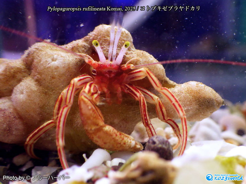 コトブキゼブラヤドカリ/Pylopaguropsis rufilineata Komai, 2025 [3]