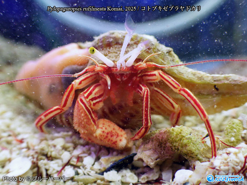 コトブキゼブラヤドカリ/Pylopaguropsis rufilineata Komai, 2025 [4]