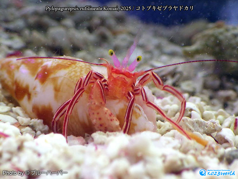 コトブキゼブラヤドカリ/Pylopaguropsis rufilineata Komai, 2025 [5]