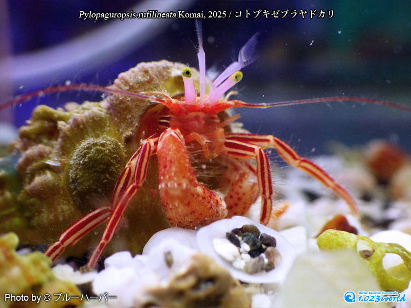 コトブキゼブラヤドカリ/Pylopaguropsis rufilineata Komai, 2025 [1]