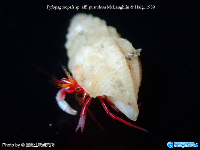 不明種/Pylopaguropsis sp. [1] [3]