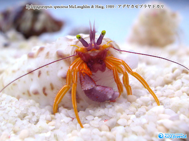 アデヤカゼブラヤドカリ/Pylopaguropsis speciosa McLaughlin & Haig, 1989 [1]